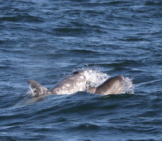 Risso's Dolphin & calf